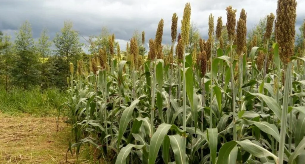 Descubra as novidades na agropecuária! 13 Pesquisas em Rondônia e Mato Grosso impulsionam avanços na agropecuária regional