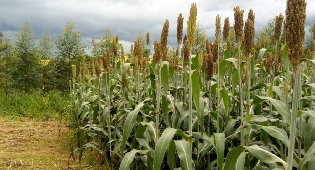 Descubra as novidades na agropecuária!
