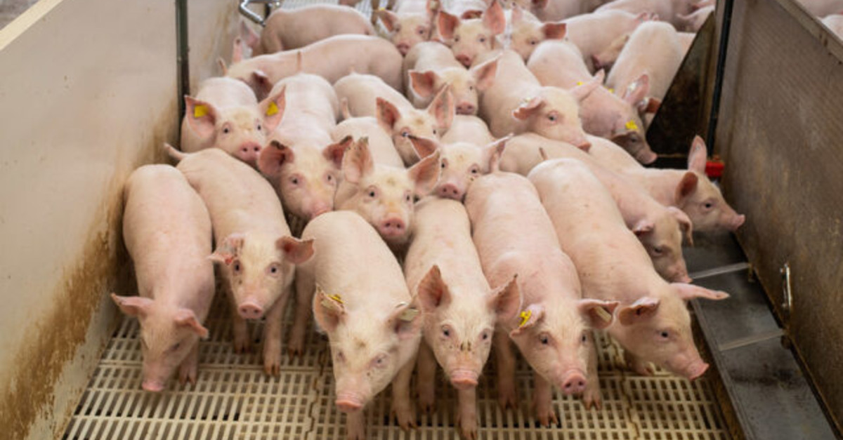 Descubra como a granja revolucionou a vida da produtora