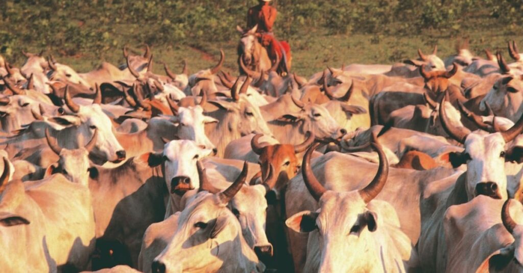 Lei do Pantanal: entenda os impactos da nova medida na agropecuária em MS