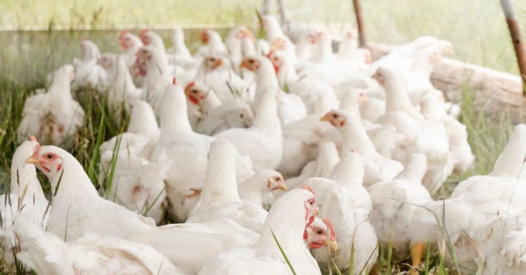 Descubra como Brasil combatou gripe avíária! 22 descubra como brasil combatou gripe aviaria 1