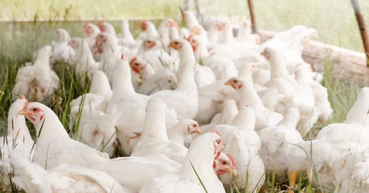 descubra como brasil combatou gripe aviaria 1