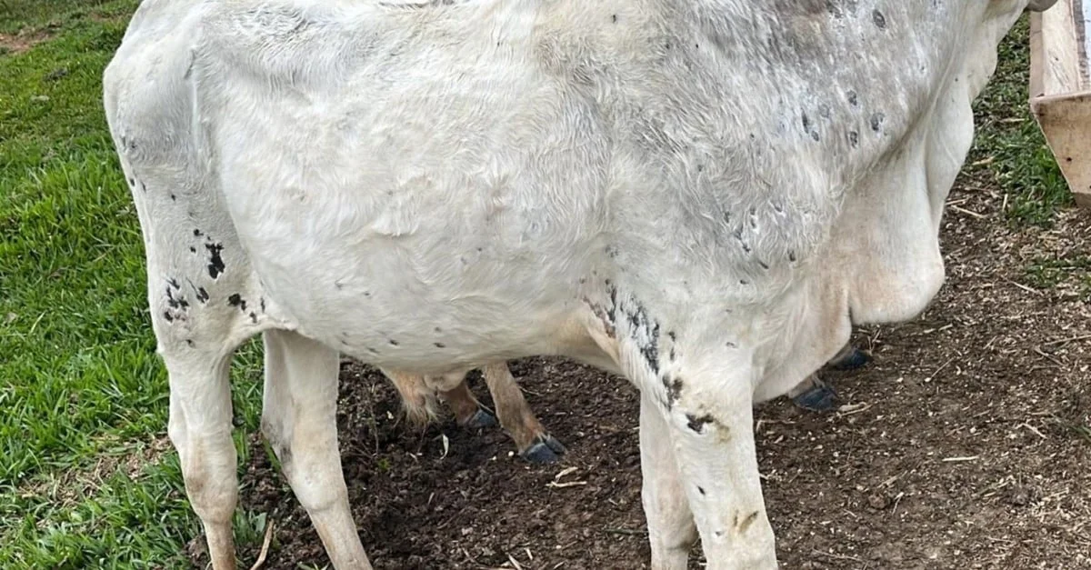 Descubra como combater micoses em bezerros! 1 Combata as micoses em bezerros: conheça as estratégias com uso de água sanitária e iodo