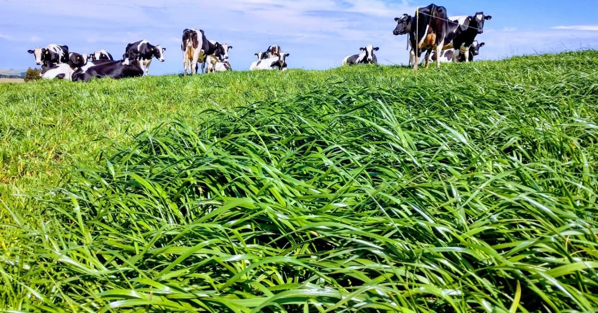 Descubra como espécies forrageiras podem impulsionar a competitividade! • Portal DBO 12 estudo sobre espécies forrageiras pretende auxiliar no aumento de competitividade • Portal DBO