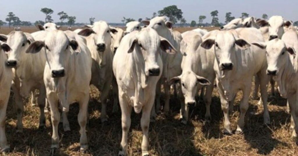 Nelore: estes três pilares da reprodução vão mudar a história da sua fazenda