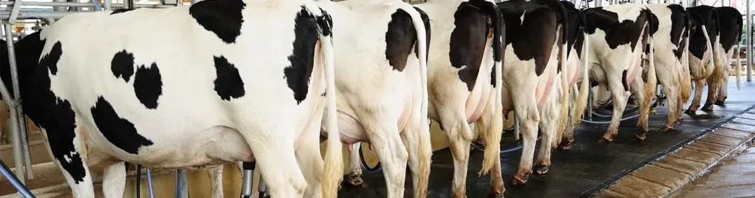 Criação de gado leiteiro