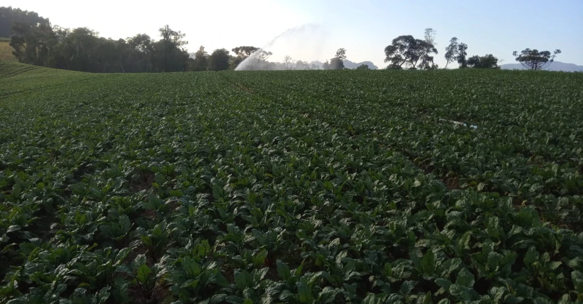 Descubra novas oportunidades no interior de SC!