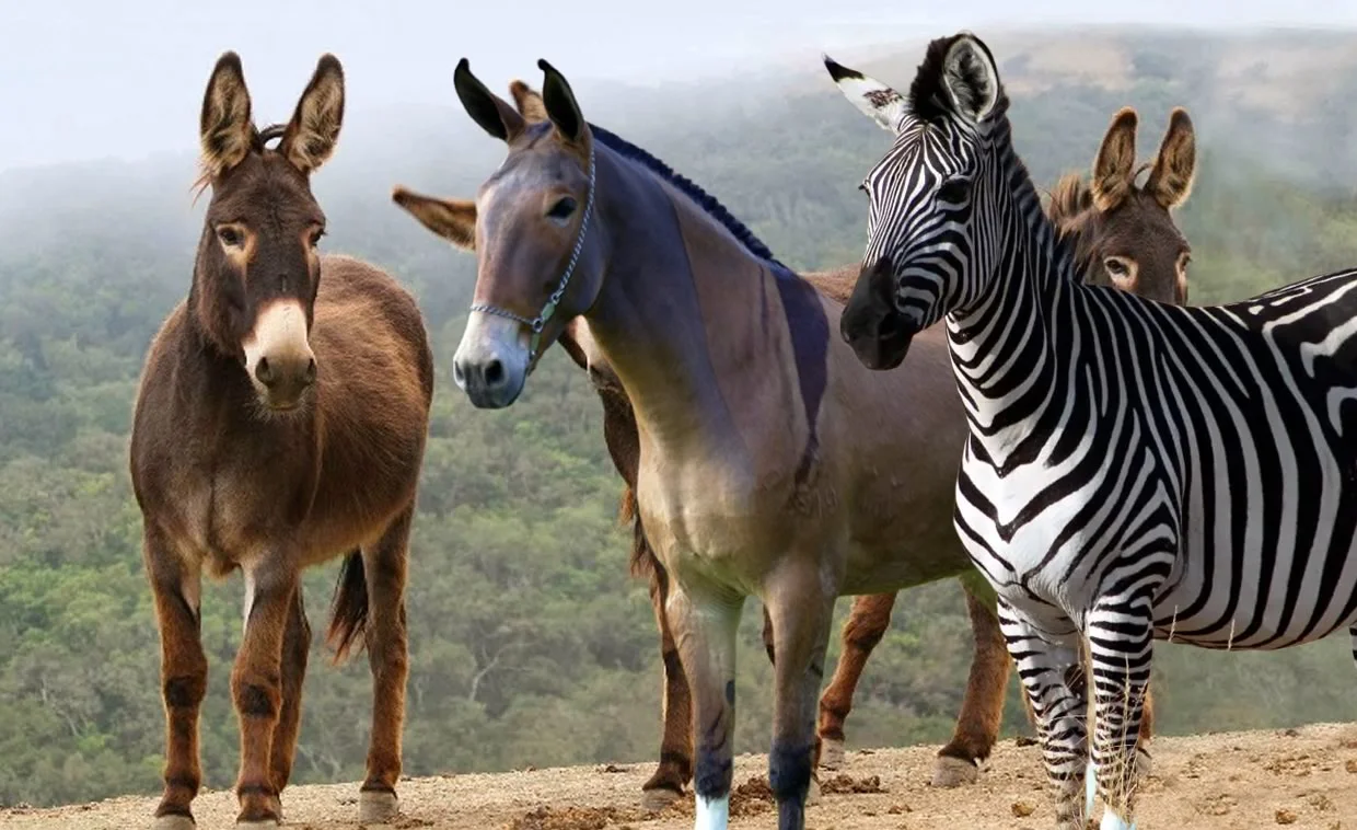 Descubra novas raças de cavalos! 22 Confira os cruzamentos equinos que você não conhecia — CompreRural