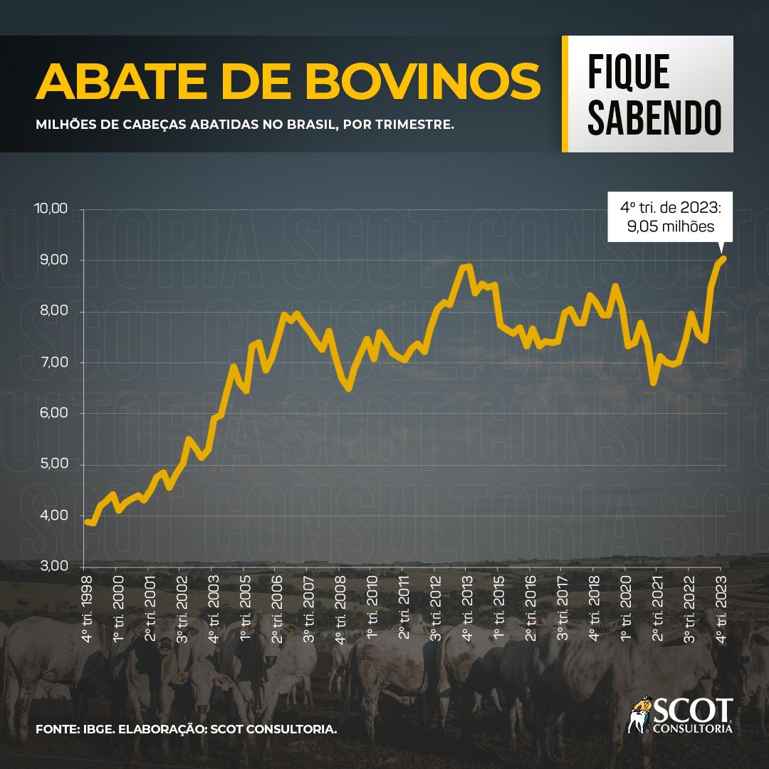 descubra o abate de bovinos 1