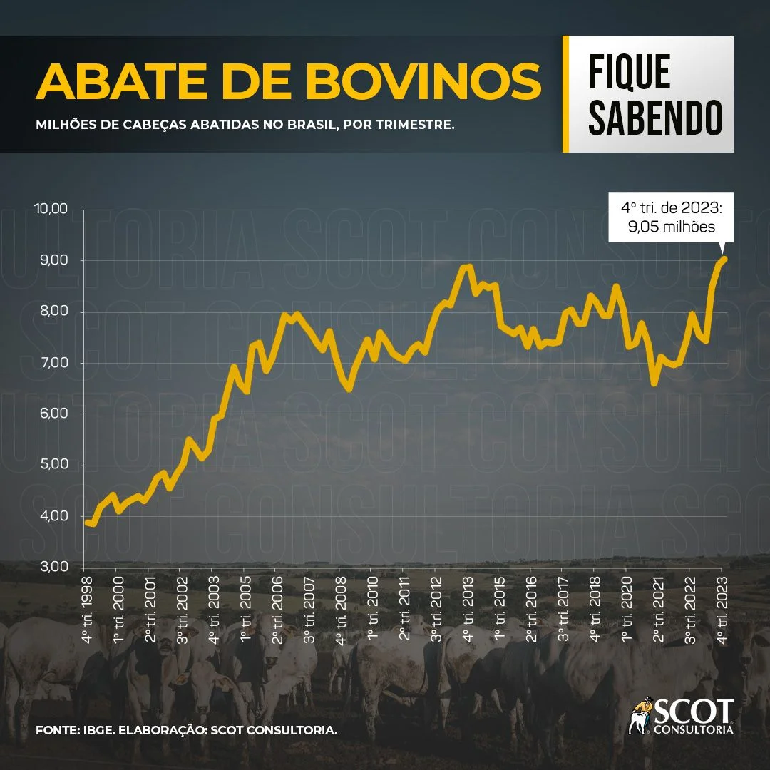 descubra o abate de bovinos 1