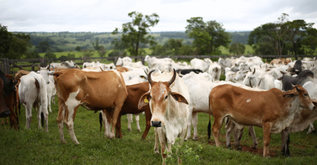 Mapa divulga zoneamento agrícola para pecuária
