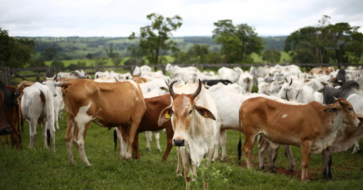 Descubra o novo zoneamento agrícola! 16 Mapa divulga zoneamento agrícola para pecuária