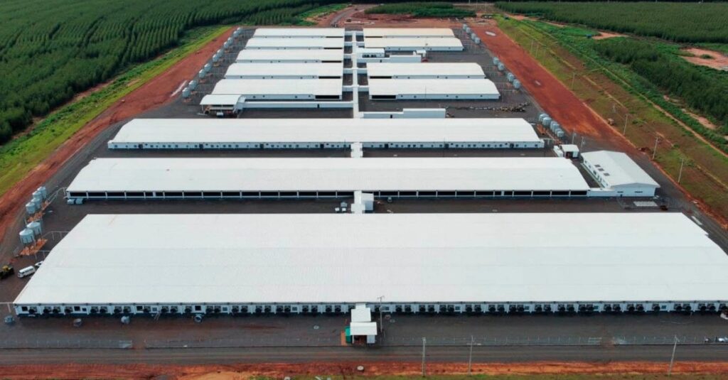 Destaque Rural - Maior núcleo genético de suínos inicia comercialização em abril