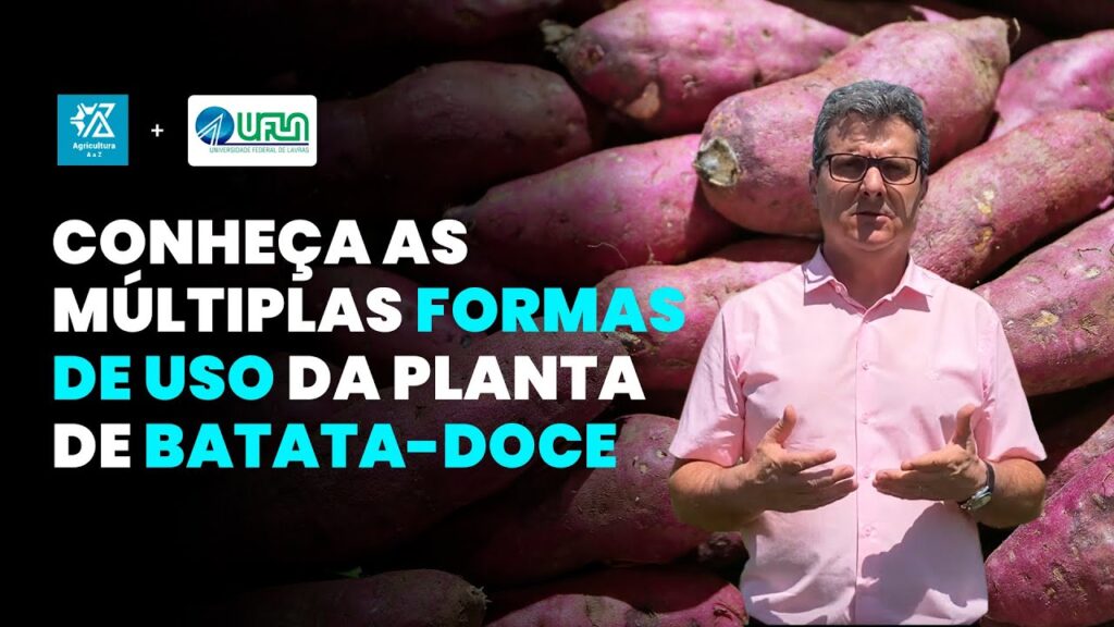 descubra o poder da batata doce