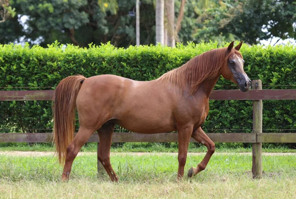 Descubra o potencial do Cavalo Árabe! 🏇 20 2° Leilão RFI e JQ reúne o que há de melhor em termos de genética e potencial esportivo do Cavalo Árabe