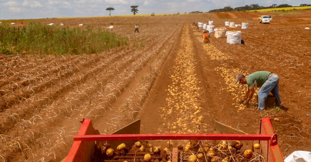 Primeira safra de batata rende 392,2 mil toneladas no Paraná