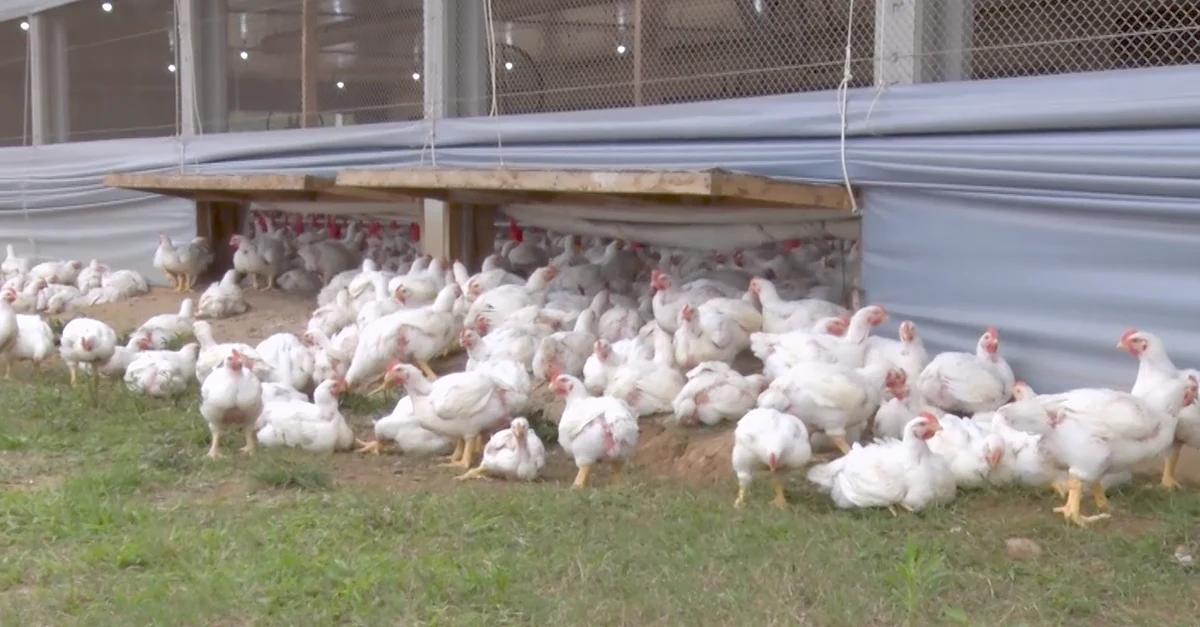 Descubra o segredo da saúde das aves! 17 qual é a sua importância para a saúde das aves?