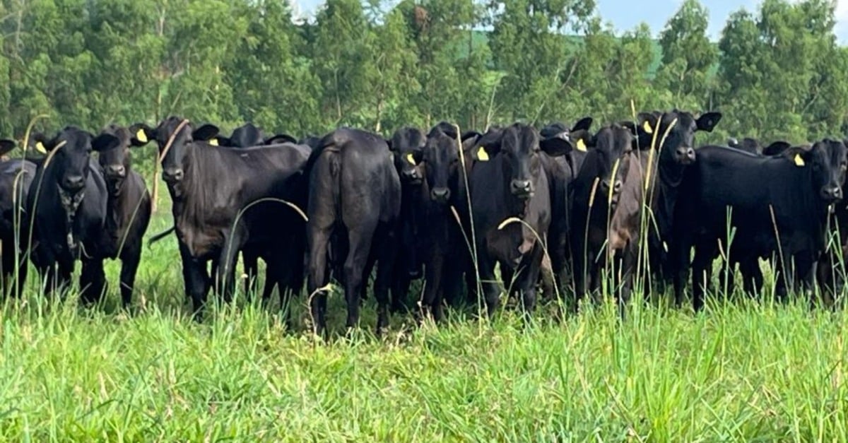 Descubra o segredo da transferência de embriões!