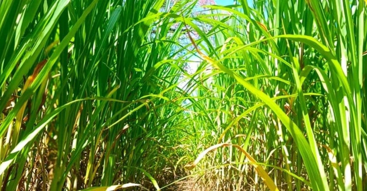 Descubra o segredo do capim-elefante!