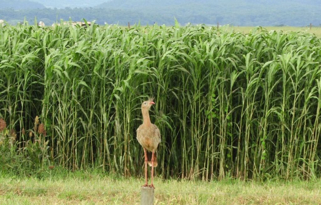 Movimento + Sorgo será apresentado durante seminário em Minas Gerais – O Presente Rural