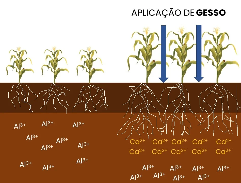 Descubra o segredo do solo perfeito! 48 Você está visualizando atualmente Gesso agrícola como condicionador de solo: como construir um perfil de solo ideal para uma agricultura sustentável?