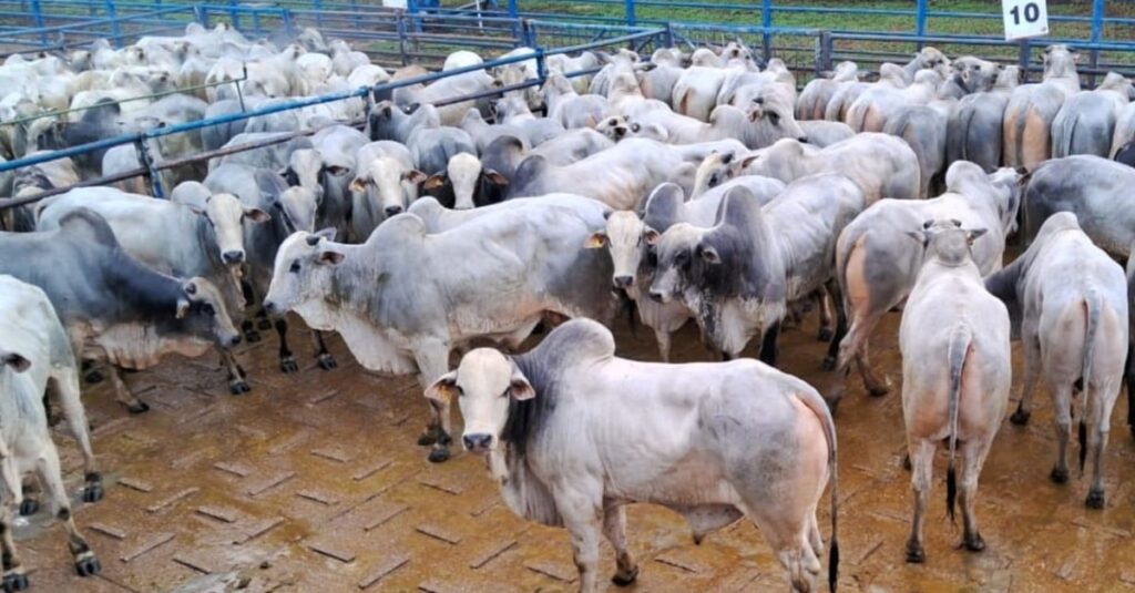 Descubra o segredo do sucesso na pecuária! 11 Garrotada precoce e suplementada na TIP rende excelente bônus a pecuarista de MS