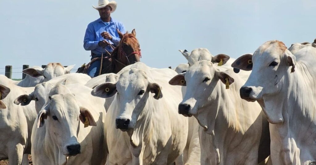 Conheça o método reprodutivo por trás da produção de garrotes de 1 ano e 20@ 