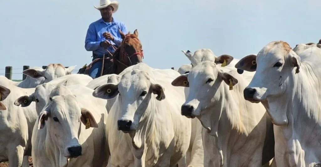 Conheça o método reprodutivo por trás da produção de garrotes de 1 ano e 20@ 