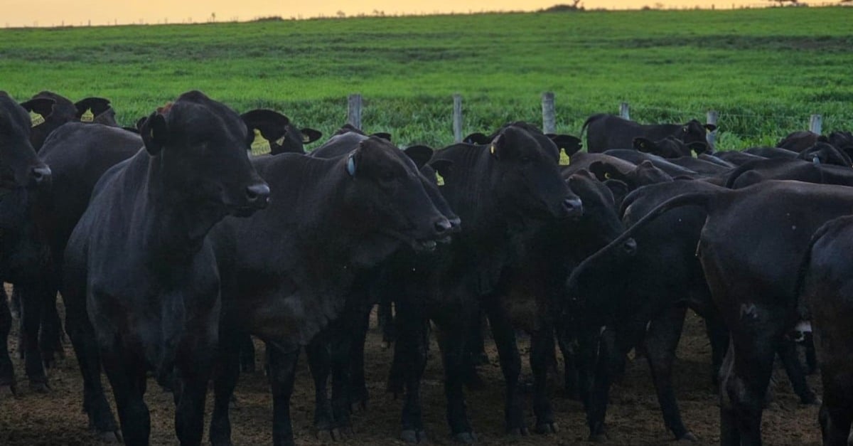 Descubra o segredo por trás do teste das 18 raças.