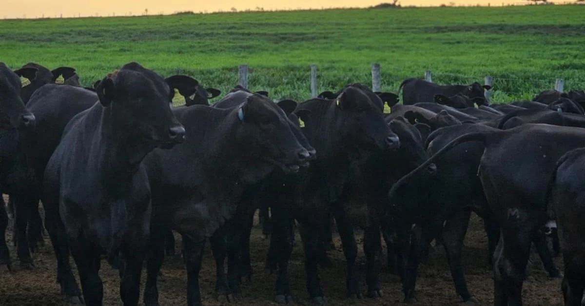 Descubra o segredo por trás do teste das 18 raças. 7 IATF: O que faz um criador testar 18 raças bovinas para escolher as melhores?