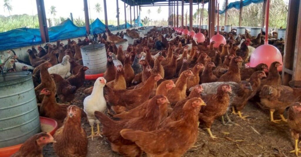 Rota da Avicultura Caipira gera renda e emprego para avicultores do Nordeste