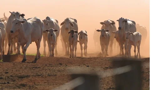 preço em dólares do boi gordo