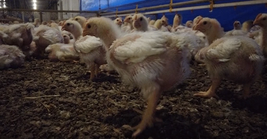 Descubra os segredos da minha granja! 8 quais as principais ações para fazer na sua granja?