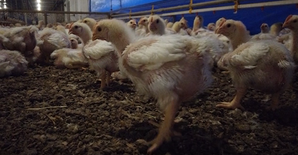 Descubra os segredos da minha granja! 7 quais as principais ações para fazer na sua granja?