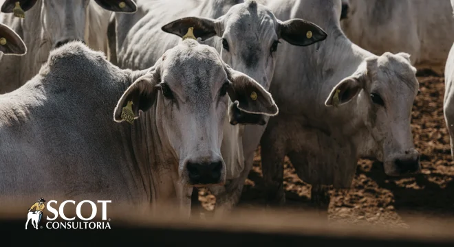 descubra os segredos da pecuaria 1