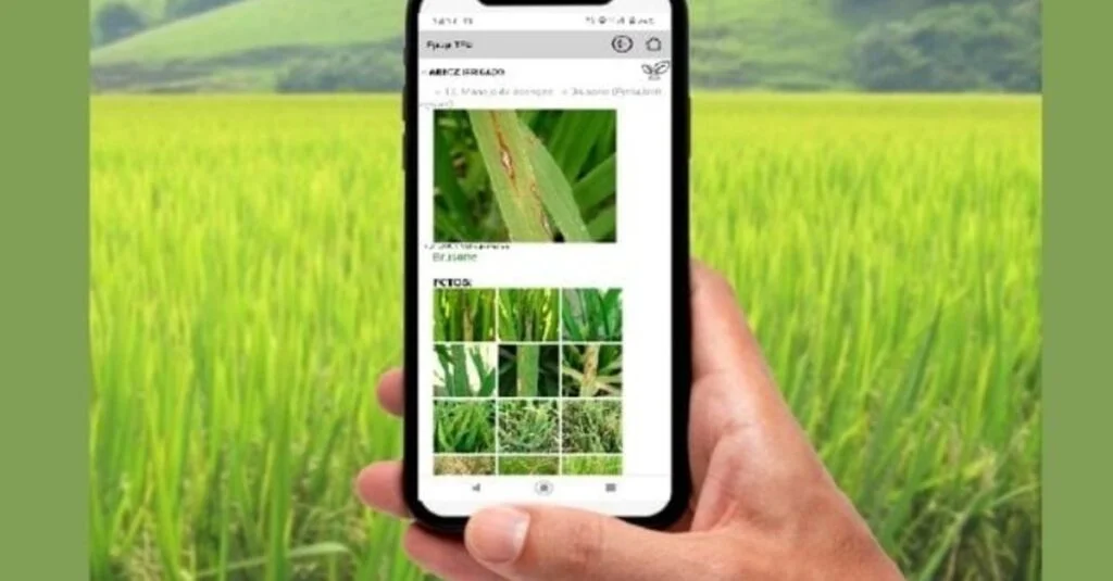 Descubra os segredos do arroz irrigado! 2 Arroz irrigado é um dos assuntos mais acessados no EpagriTEC