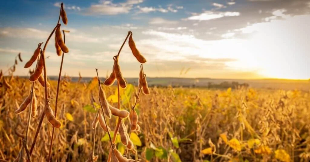 Descubra os segredos do sucesso nas exportações de soja! 13 Lavouras de soja no RS estão em enchimento de grãos