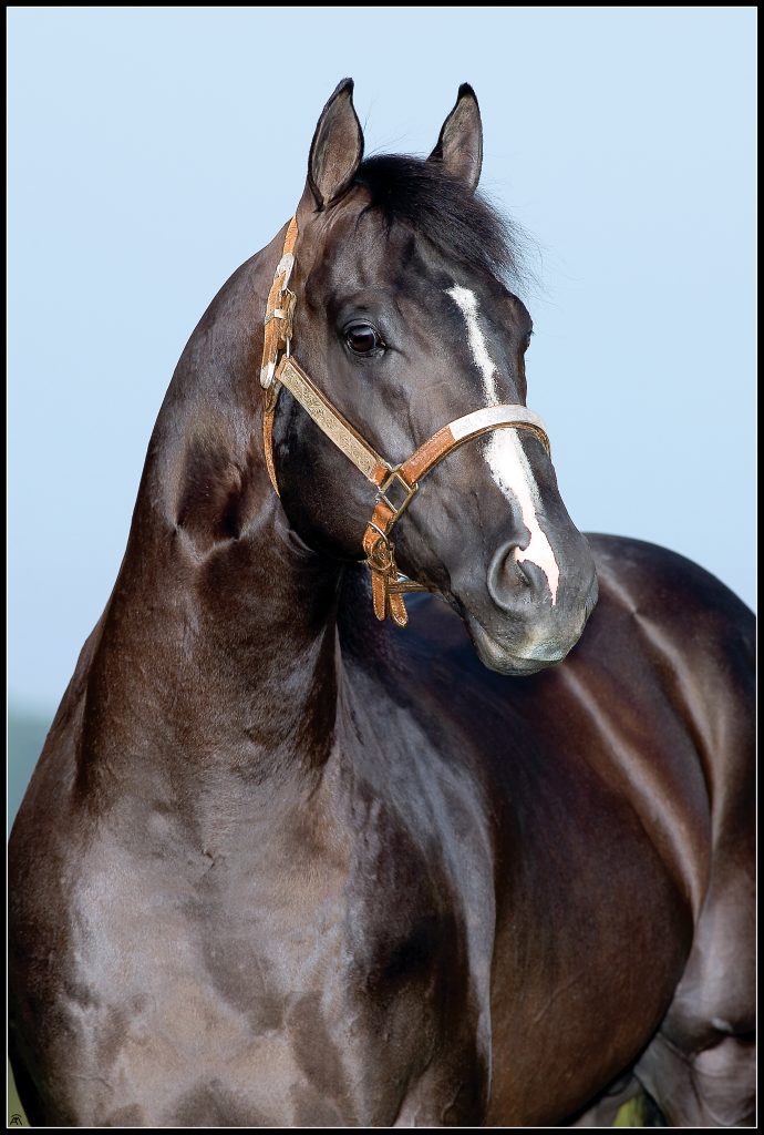 Descubra os segredos dos Cash Stallions!