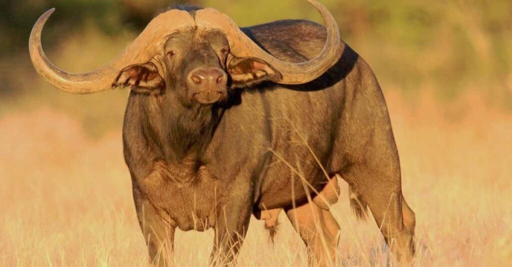 Bubalinos chegam a valer cerca de 60 milhões de reais