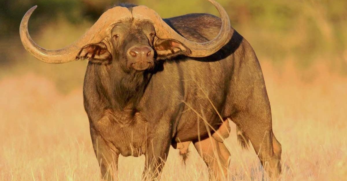 Descubra por que os bubalinos valem tanto!