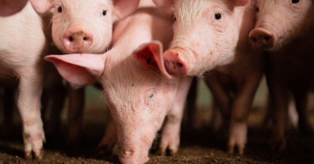 Conheça a importância para alimentação dos suínos