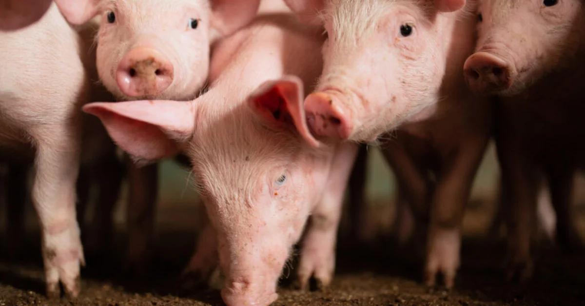 Conheça a importância para alimentação dos suínos