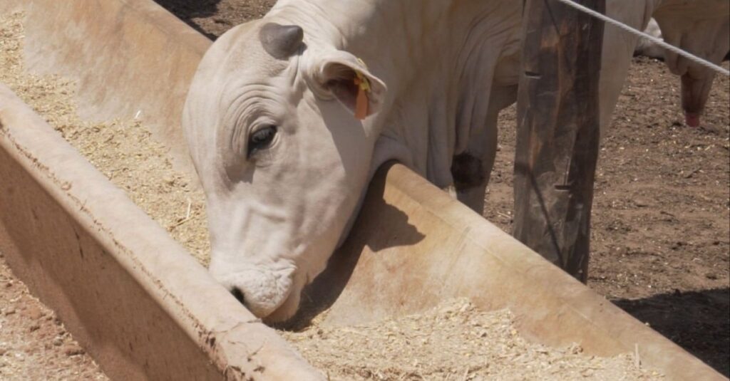 Dieta à base de casca de milho para o gado pode surpreender o produtor