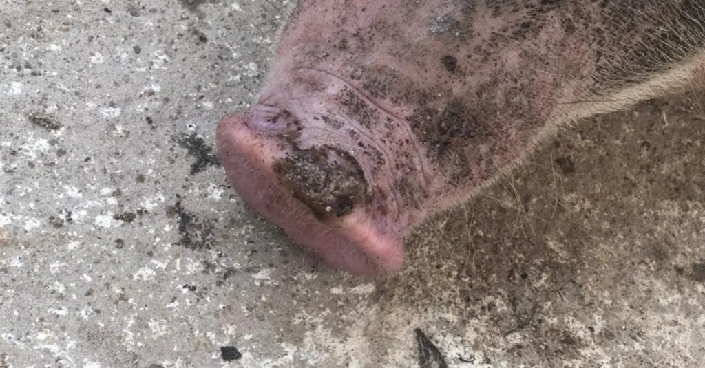 Doenças: vesicular suína ou febre aftosa? 2 Doença vesicular suína ou febre aftosa: como diferenciar as doenças?