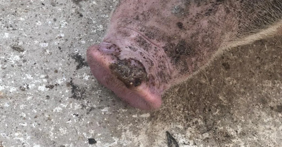 Doença vesicular suína ou febre aftosa: como diferenciar as doenças?