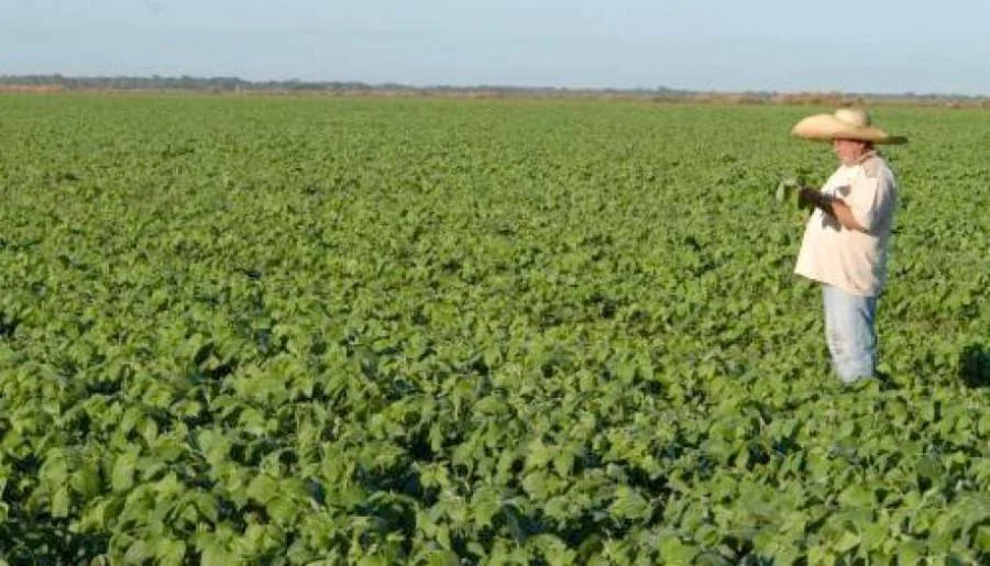 Economia brasileira surpreende com crescimento recorde. 8 Tocantins deve ter o segundo maior crescimento de área de grãos do país nesta safra 2023202