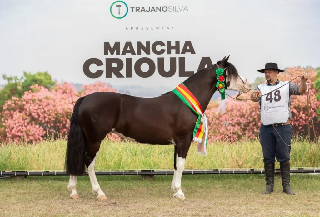 Égua de Rolante surpreende no Mancha Crioula 2024! 🐎💫 13 RE Rosa Morena-TE - Crédito Jacson Castro Divulgação