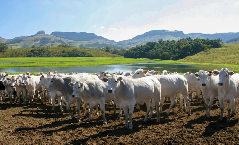 el salvador mercado aberto para gelatina e colageno 1
