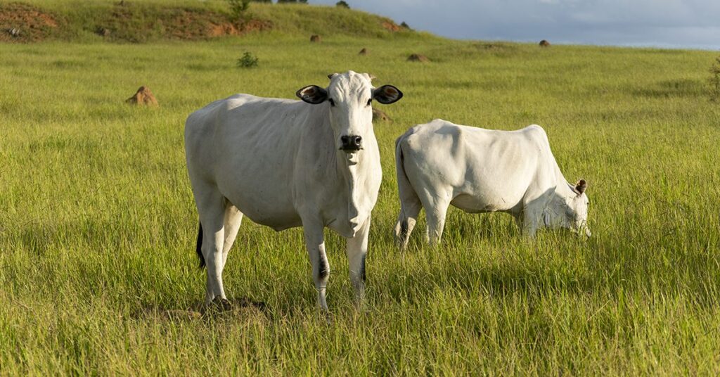 El Salvador abre mercado para gelatina e colágeno animal do Brasil • Portal DBO