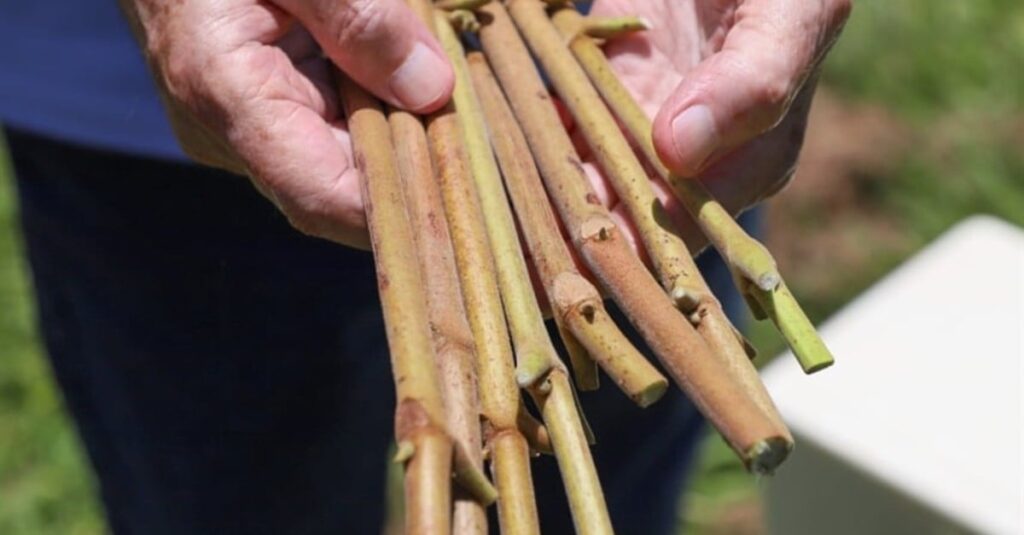 Emater-GO oferece hastes de pequi para viveiristas